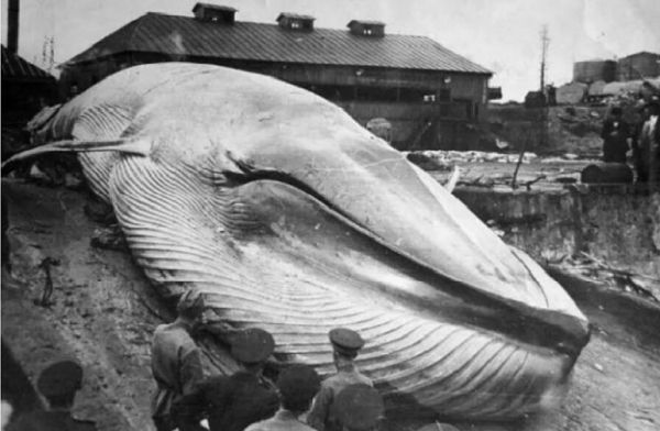 Самое страшное цунами русской истории: что случилось на Курилах в 1952 году